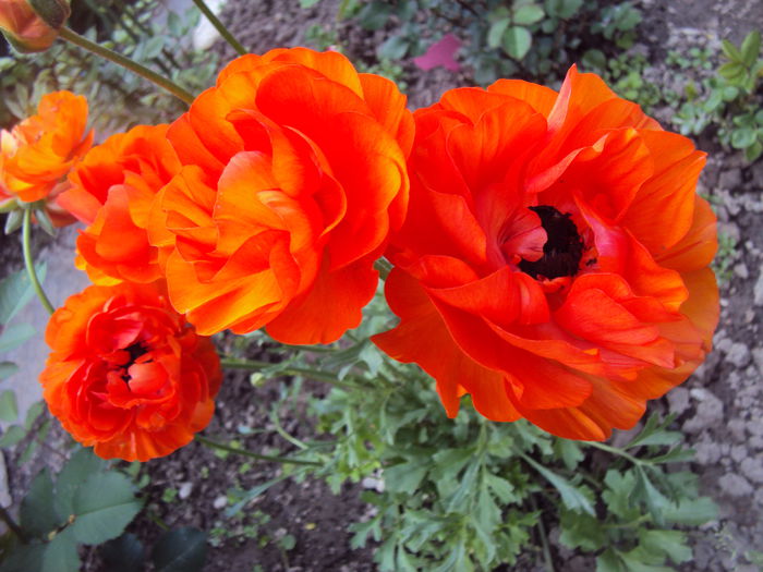 Ranunculus - 2015 Gradina