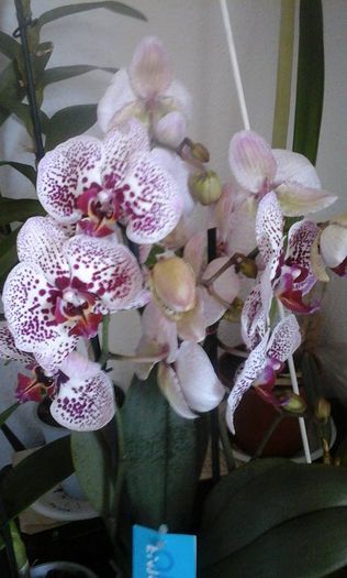 11173459_910204589000720_1839121021_n