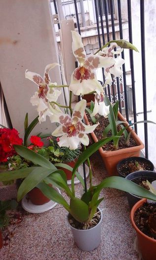 11198654_912705738750605_367393714_n