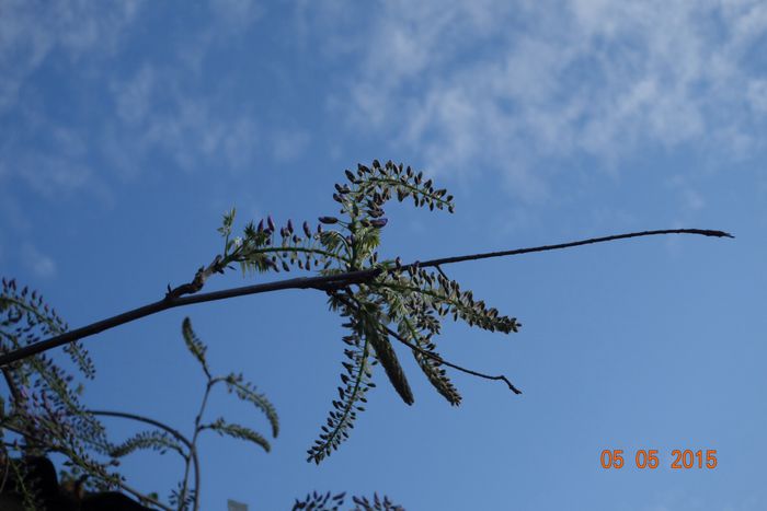 image; Glicina buchet
