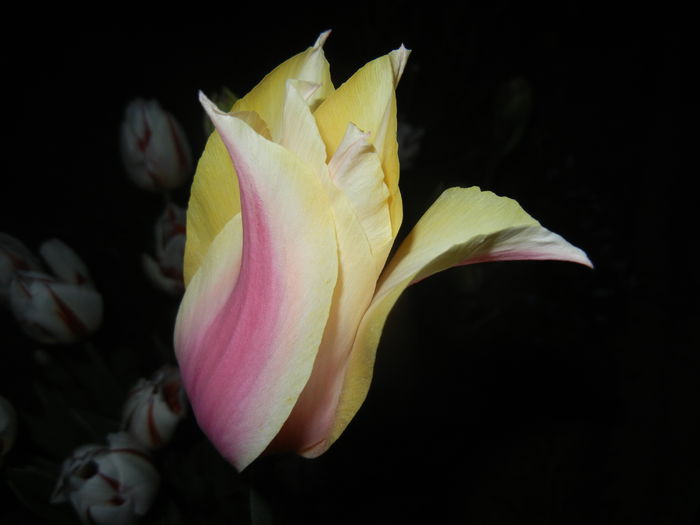 Tulipa Blushing Lady (2015, April 24) - Tulipa Blushing Lady