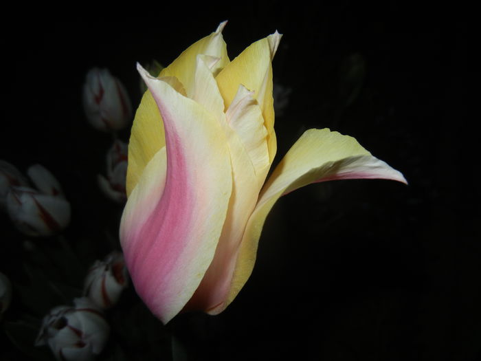 Tulipa Blushing Lady (2015, April 24)