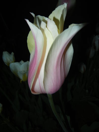 Tulipa Blushing Lady (2015, April 24)