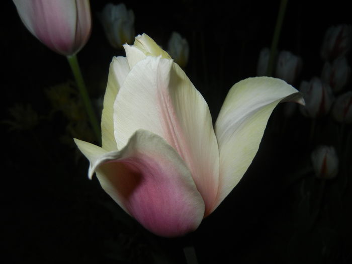 Tulipa Blushing Lady (2015, April 24)
