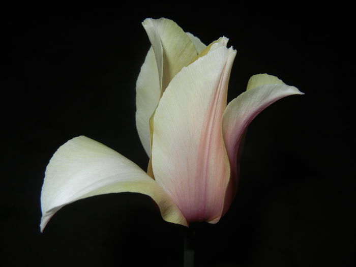 Tulipa Blushing Lady (2015, April 24) - Tulipa Blushing Lady