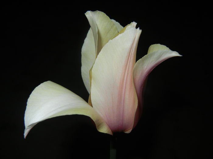 Tulipa Blushing Lady (2015, April 24)