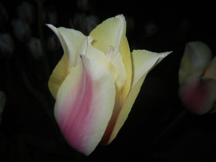 Tulipa Blushing Lady (2015, April 24)