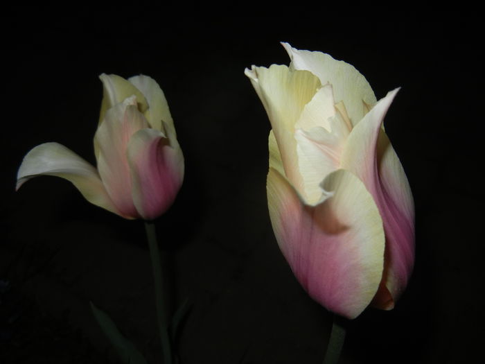 Tulipa Blushing Lady (2015, April 24)