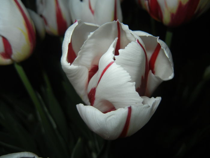 Tulipa Happy Generation (2015, April 24)