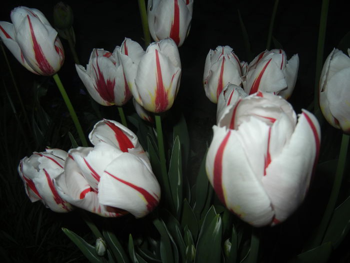 Tulipa Happy Generation (2015, April 24)