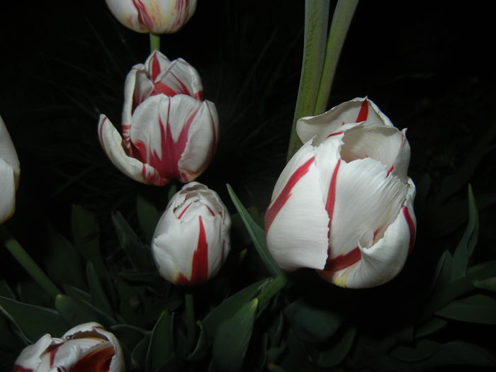 Tulipa Happy Generation (2015, April 24)