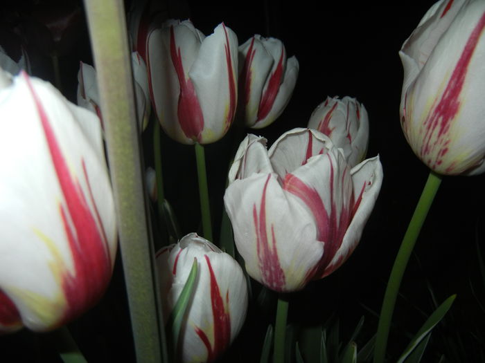 Tulipa Happy Generation (2015, April 24)