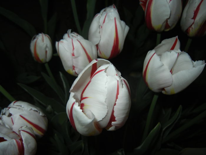 Tulipa Happy Generation (2015, April 24)