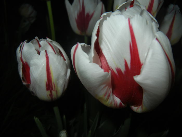 Tulipa Happy Generation (2015, April 24)