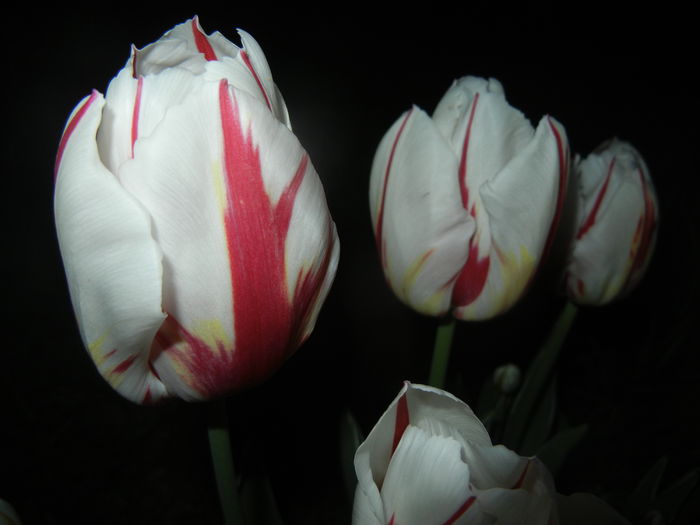 Tulipa Happy Generation (2015, April 24)