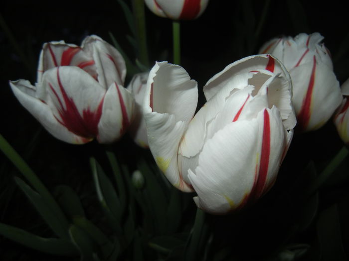 Tulipa Happy Generation (2015, April 24)