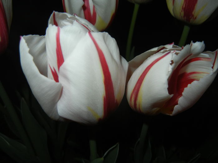 Tulipa Happy Generation (2015, April 24)