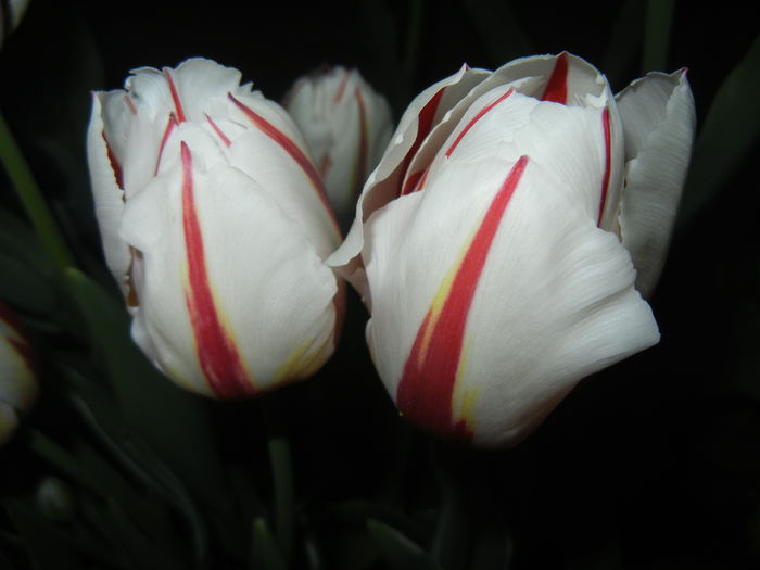 Tulipa Happy Generation (2015, April 24)