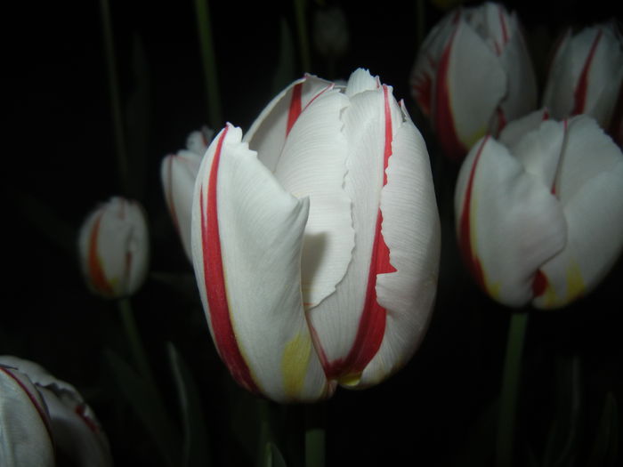 Tulipa Happy Generation (2015, April 24)
