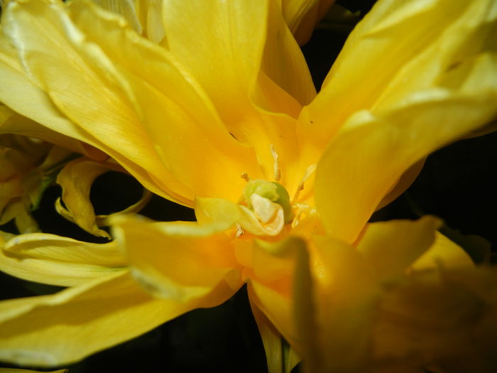 Tulipa Yellow Spider (2015, April 24)