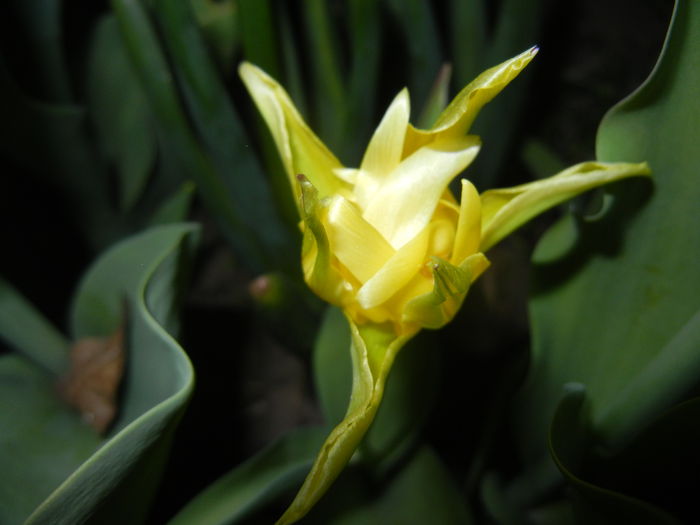 Tulipa Yellow Spider (2015, April 24) - Tulipa Yellow Spider