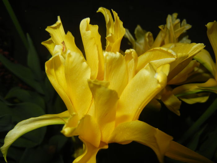 Tulipa Yellow Spider (2015, April 24) - Tulipa Yellow Spider