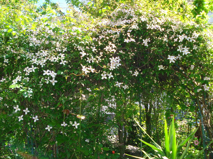 DSC06696 - Clematis 2015