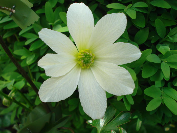 Early Sensation - Clematis 2015
