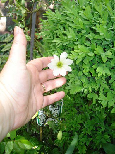 DSC06711 - Clematis 2015