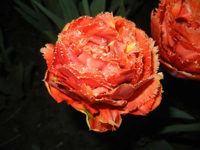 Tulipa Esprit (2015, April 24)