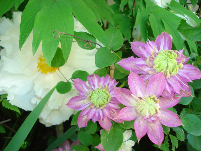 Kaiser - Clematis 2015