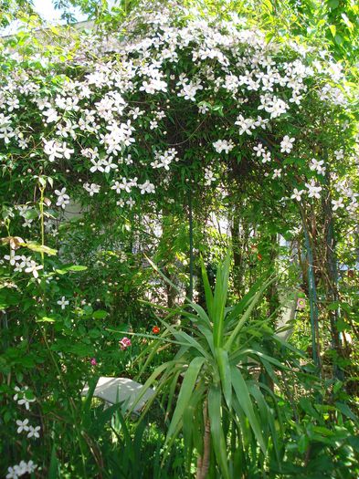 DSC06732 - Clematis 2015