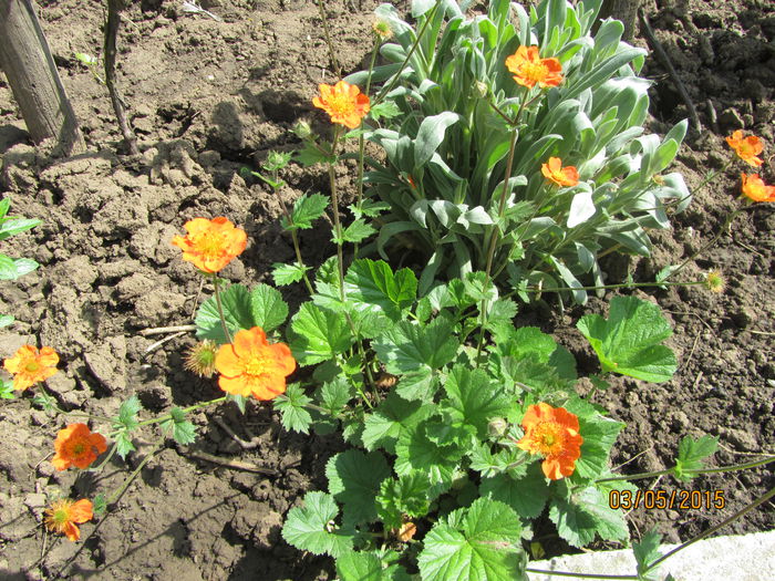 IMG_0010 - Flori de gradina-2015Primavara