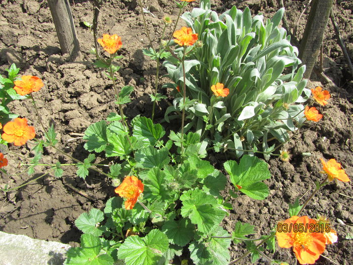 IMG_0011 - Flori de gradina-2015Primavara