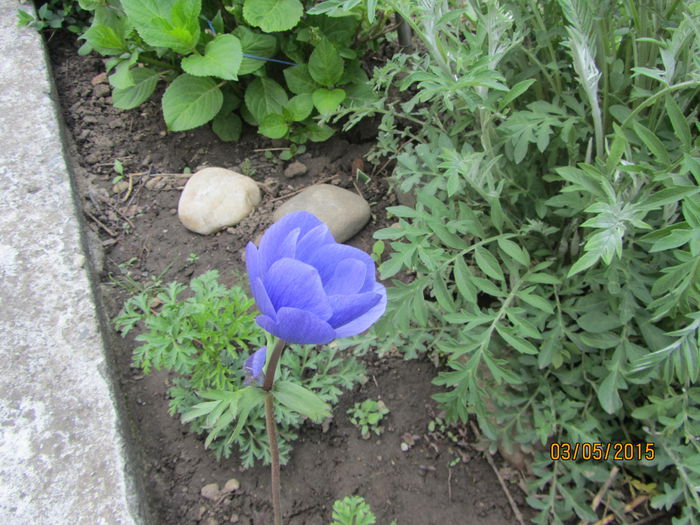 IMG_0025 - Flori de gradina-2015Primavara