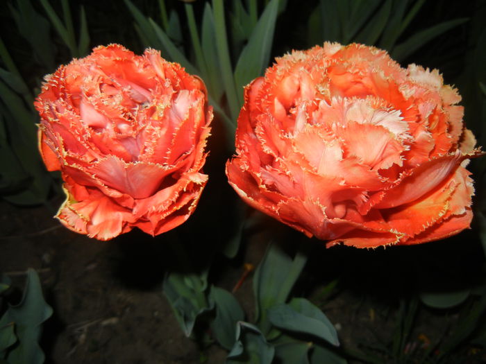 Tulipa Esprit (2015, April 24)