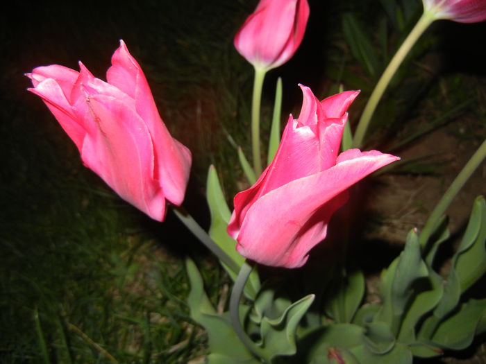 Tulipa Pimpernel (2015, April 24) - Tulipa Pimpernel