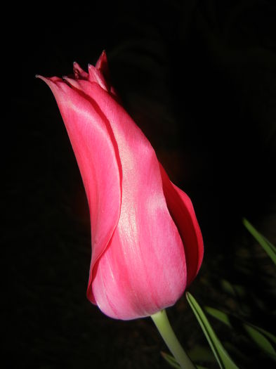 Tulipa Pimpernel (2015, April 24) - Tulipa Pimpernel