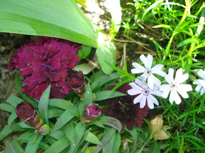 DSC06597 - Gradina 2015