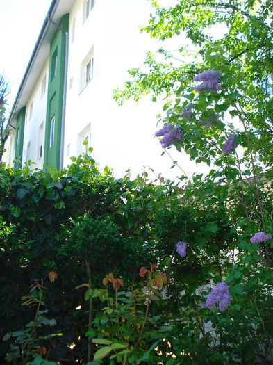 DSC06680 - Gradina 2015