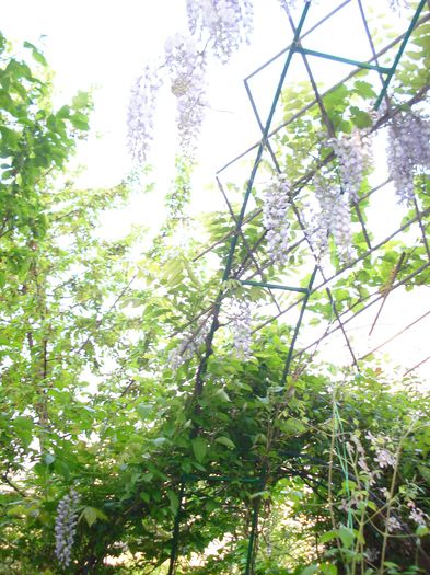 DSC06785 - Gradina 2015