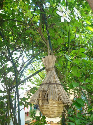 DSC06552 - Gradina 2015