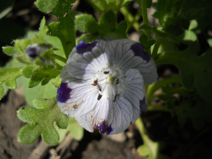 Nemophila maculata - seedling