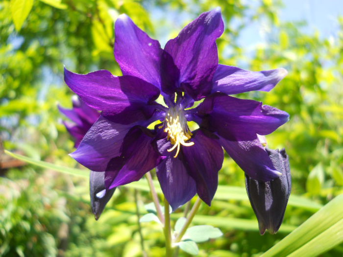 Aquilegia - Flora_2015