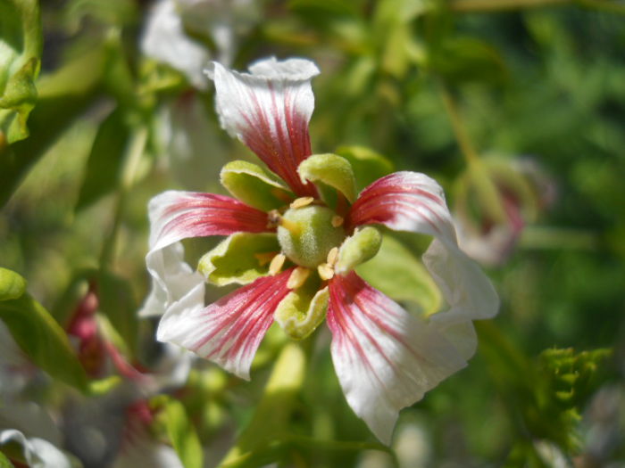Xanthoceras sorbifolia - Flora_2015