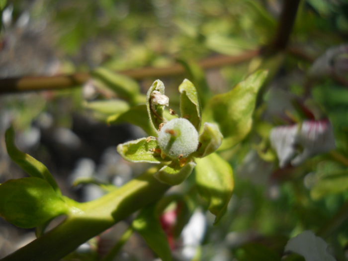 Xanthoceras sorbifolia