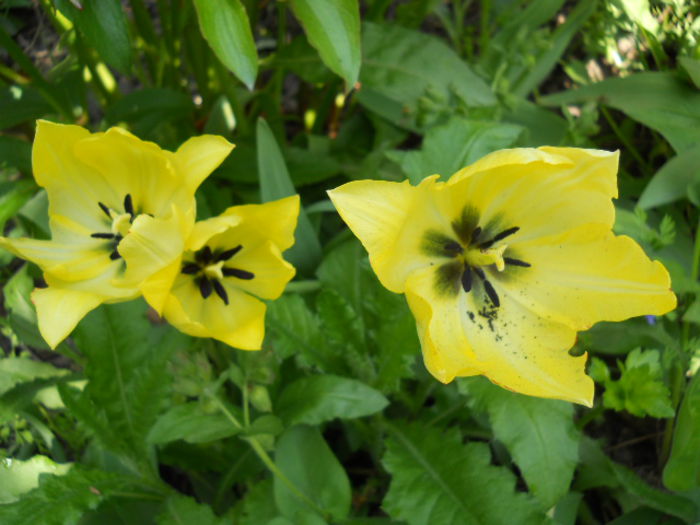 Tulip