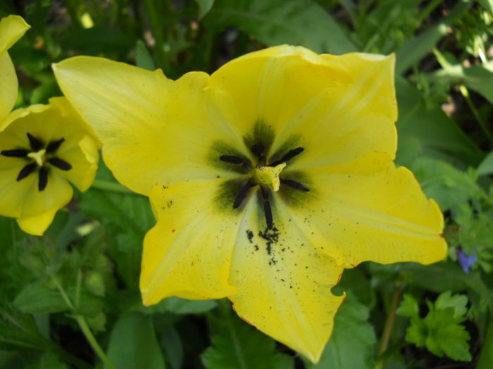 Tulip - Flora_2015