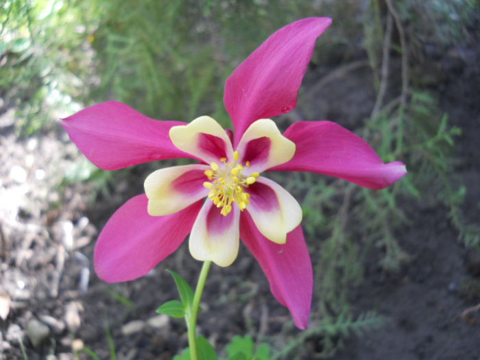 Aquilegia