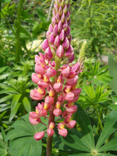 Lupine - Flora_2015